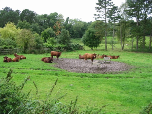 Photo 6"x4" Cattle to the rear of Pine Trees and Bridge Cottage on Shuttlesfield Lane Elham c2008
