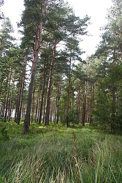 Photo 6"x4" Carnoch Wood Rathven c2008