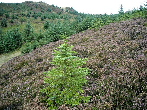 Photo 6"x4" Tom na h-Analach Strathyre\/NN5617 c2008