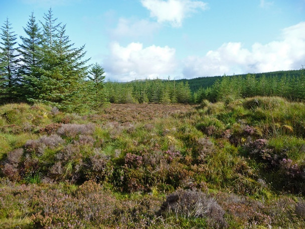 Photo 6"x4" Open area in Tungadale Forest Mugeary c2008