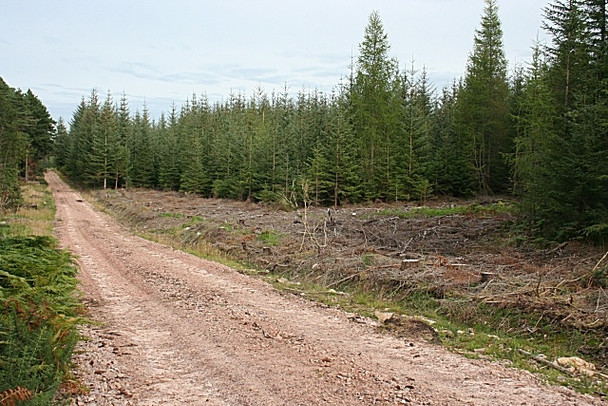 Photo 6"x4" Forest Road Alves c2008