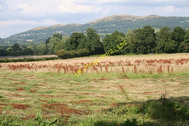 Photo 6"x4" Hay Meadow Colwall c2007