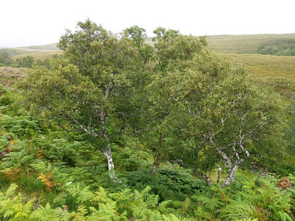Photo 6"x4" Birch trees, Allt Liathdoire Allt Leathad Doire Ruaidhe c2008
