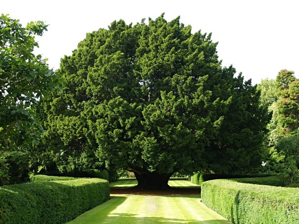 Photo 6"x4" The great yew at Dundonnell House Dundonnell c2008