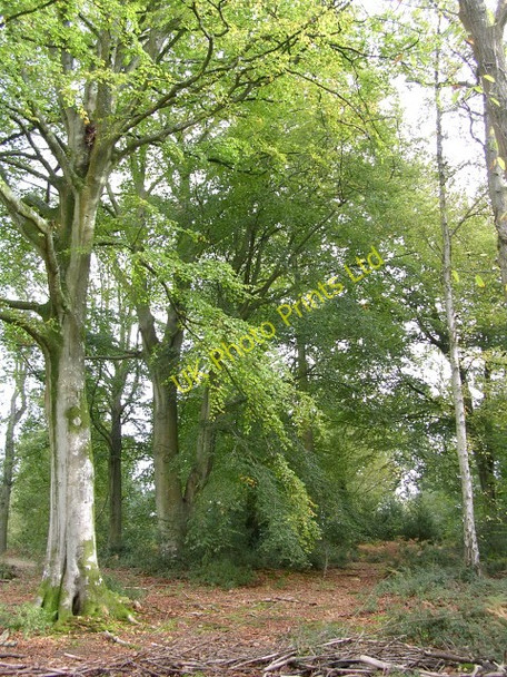 Photo 6"x4" Beech trees in the Churchplace Inclosure, New Forest Ashurst\/SU3310 c2005