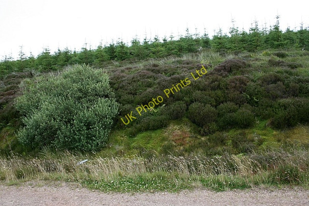 Photo 6"x4" Young Trees on Kerran Hill. Kerran Hill c2007