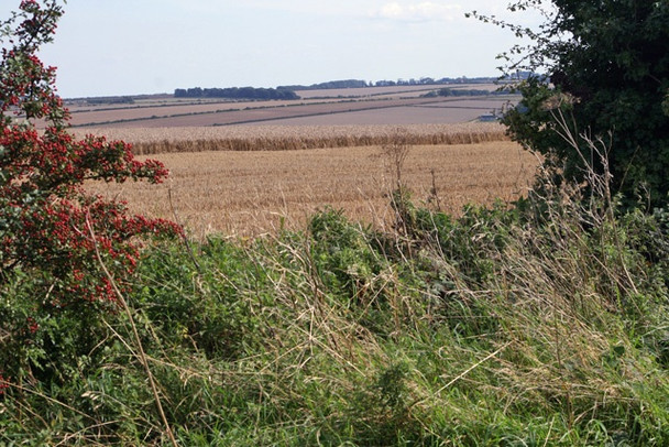Photo 6"x4" Crops on the Yorkshire Wolds North Newbald c2008