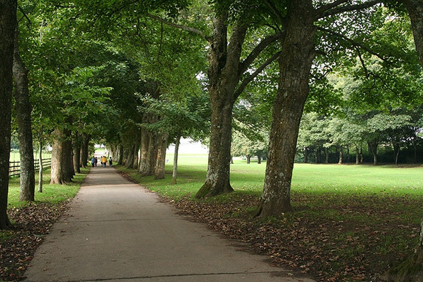 Photo 6"x4" Maker with Rame: tree-lined avenue Torpoint c2008