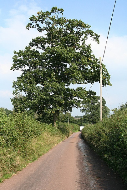 Photo 6"x4" Cullompton: Colebrooke Lane Colebrook c2008