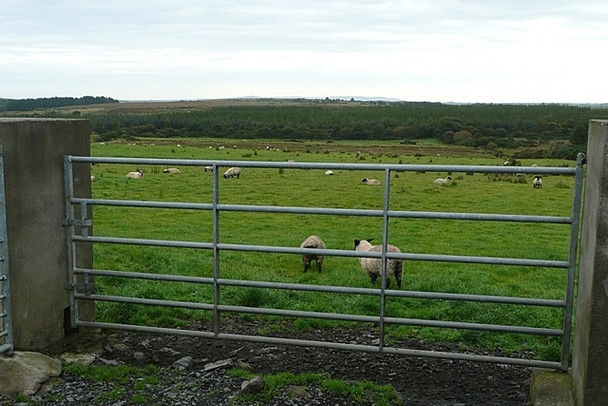 Photo 6"x4" Pasture at Killavally Killavally c2008