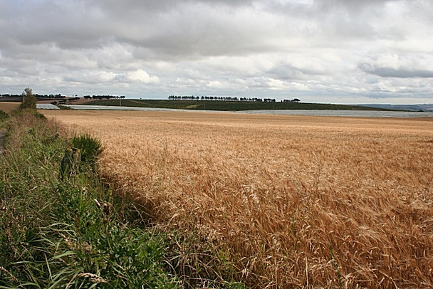 Photo 6"x4" Field of Barley Gariochsford c2008