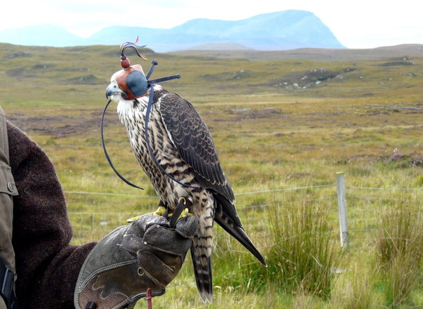 Photo 6"x4" Falconer on the moor above Talmine. Talmine c2008