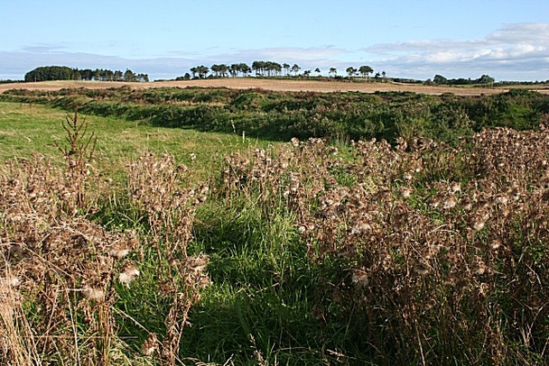 Photo 6"x4" Thistles and Whins Tarves c2008