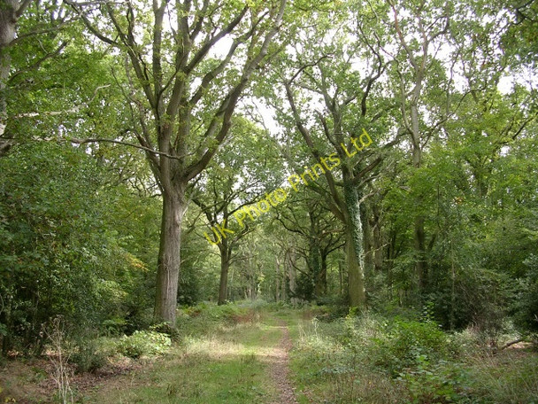 Photo 6"x4" Path along the northern edge of the Churchplace Inclosure, New Forest Ashurst\/SU3310 c2005