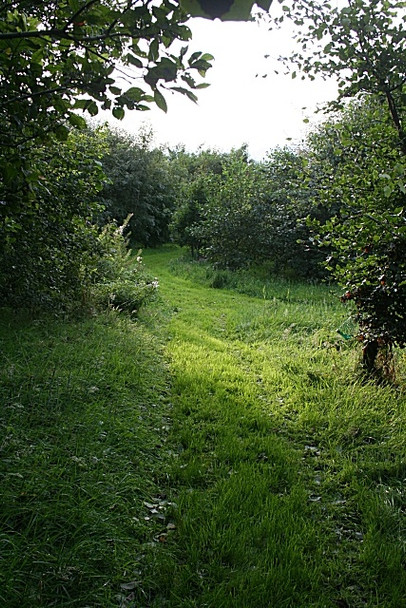 Photo 6"x4" New Woodland at Old Mill of Fochel Barthol Chapel c2008