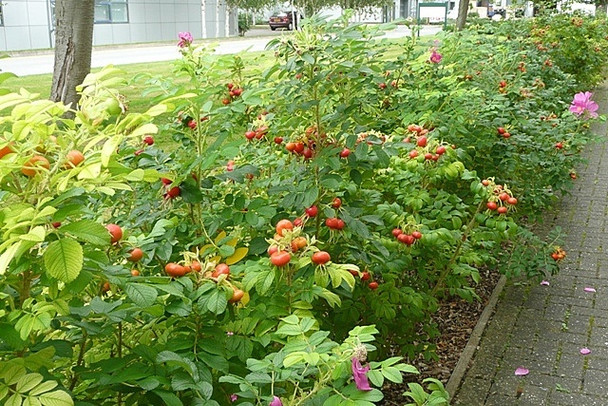 Photo 6"x4" Rose hips at Grove Technology Park Wantage c2008