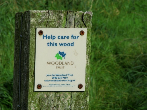 Photo 6"x4" Post, Corrog Wood Portaferry c2008