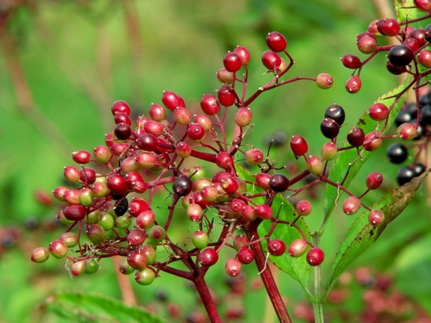 Photo 6"x4" Elderberries, Corrog Wood Portaferry c2008