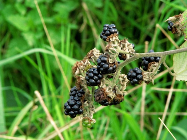 Photo 6"x4" Blackberries, Corrog Wood Portaferry c2008
