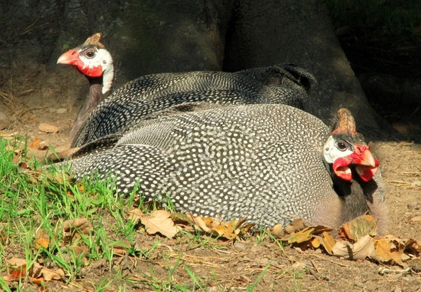 Photo 6"x4" Guineafowl, Ward Park Bangor\/J5081 c2008