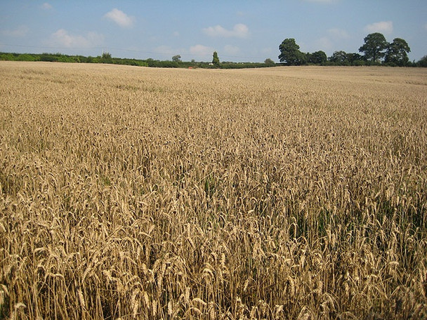 Photo 6"x4" Another wheat crop still in the field Broadway Lands c2008