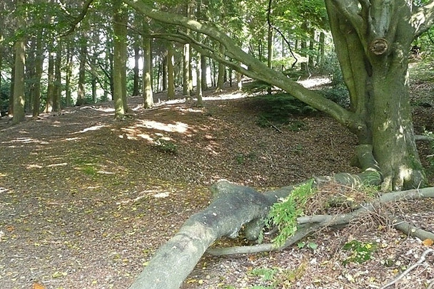 Photo 6"x4" Disused pit in Pheasant Hill Wood Hermitage\/SU5173 c2008
