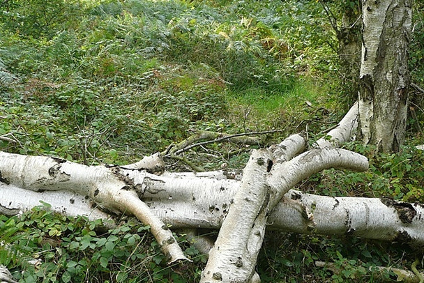 Photo 6"x4" Fallen silver birch Bucklebury Alley c2008