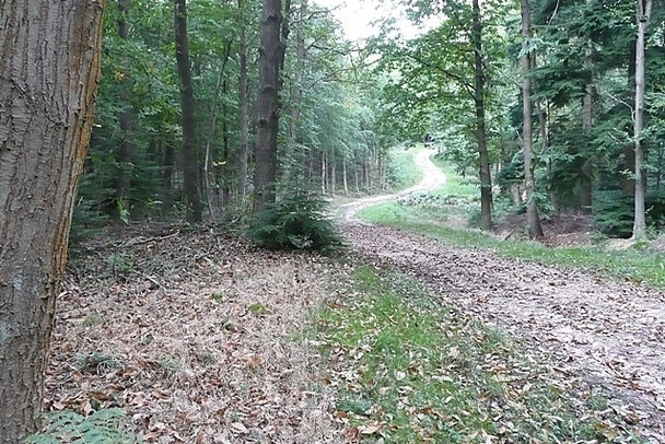 Photo 6"x4" Fence Wood Bucklebury Alley c2008