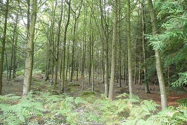 Photo 6"x4" A sample bit of woodland Bucklebury Alley c2008