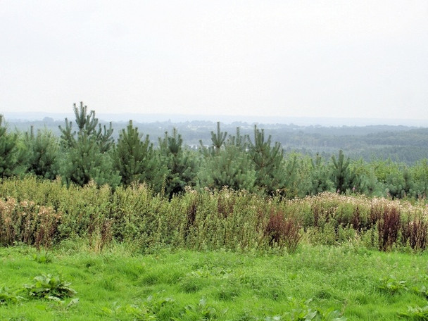Photo 6"x4" Delamere - on the track from Linmere to Pale Heights Delamere\/SJ5669 c2008