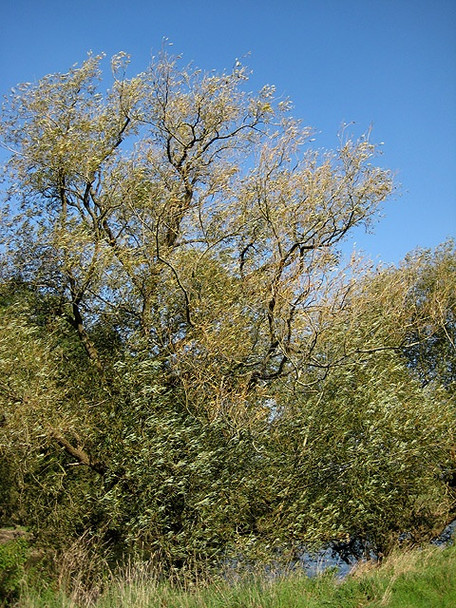 Photo 6"x4" Wind in the willows Great Doward c2008