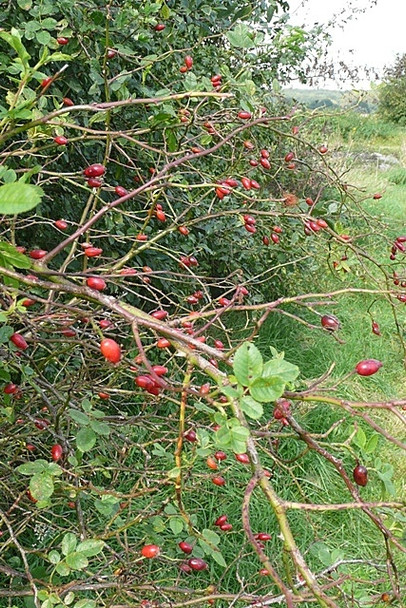 Photo 6"x4" Rose hips on the footpath Bucklebury c2008