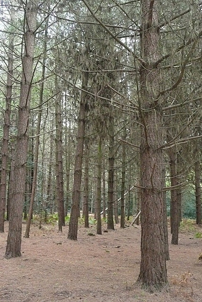 Photo 6"x4" Pines on Frilsham Common Frilsham c2008