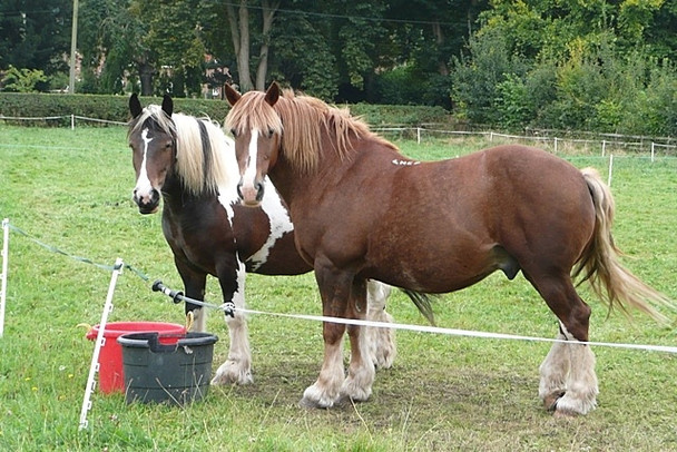 Photo 6"x4" Stable companions Bucklebury c2008