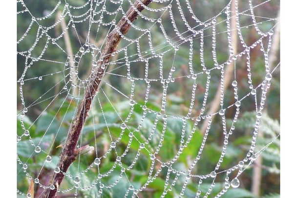 Photo 6"x4" Spiders Web Minterne Parva c2008