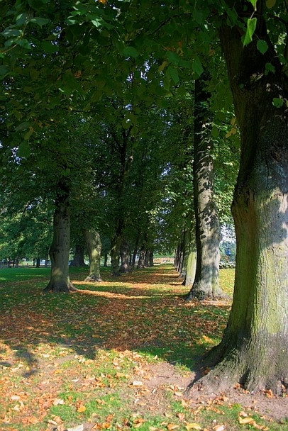 Photo 6"x4" Avenue of Trees, Ropner Park Stockton-on-Tees c2008