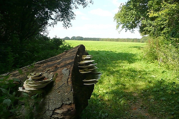 Photo 6"x4" Three counties meet, looking into Wiltshire Linkenholt c2008