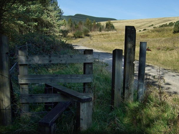 Photo 6"x4" Garw Forestry Walk Pontycymer c2008