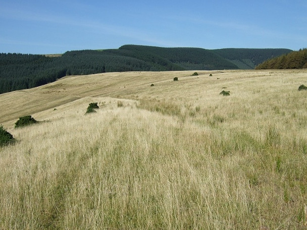 Photo 6"x4" Waun Tynewydd, top of Garw Forestry Walk Pontycymer c2008