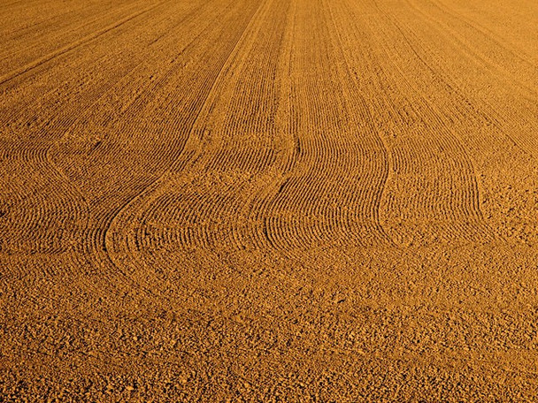 Photo 6"x4" The beginning of next year's crop Berrygate Hill c2008