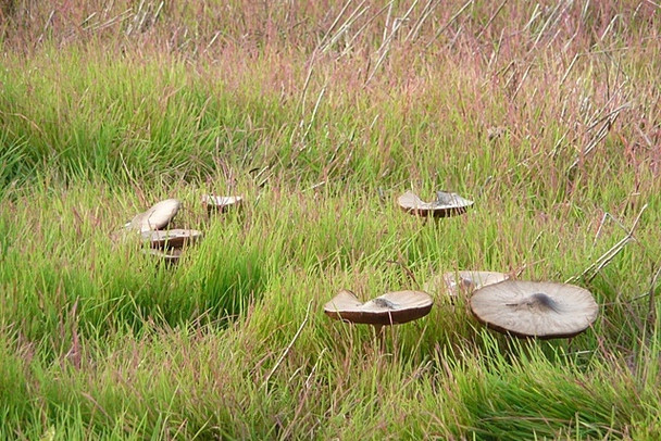 Photo 6"x4" Mushrooms in the stubble Hermitage\/SU5173 c2008