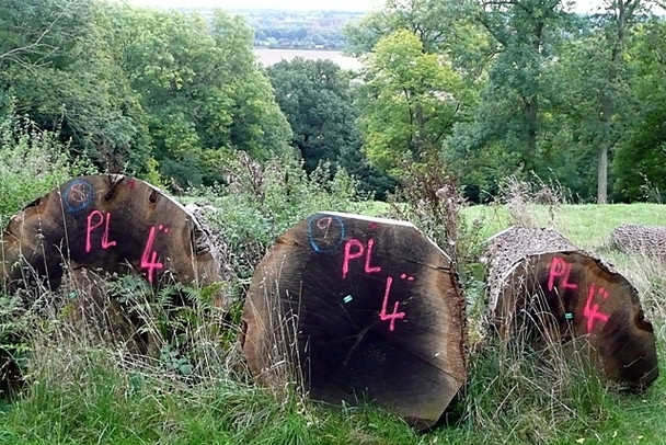 Photo 6"x4" Timber awaiting collection Southend\/SU5970 c2008