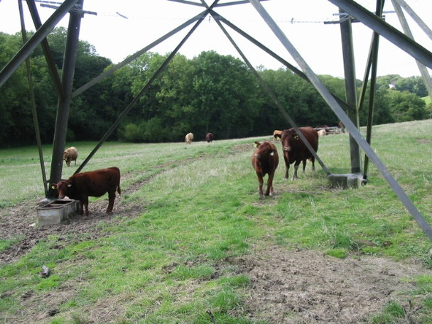 Photo 6"x4" Cows under a pylon Etchinghill\/TR1639 c2008