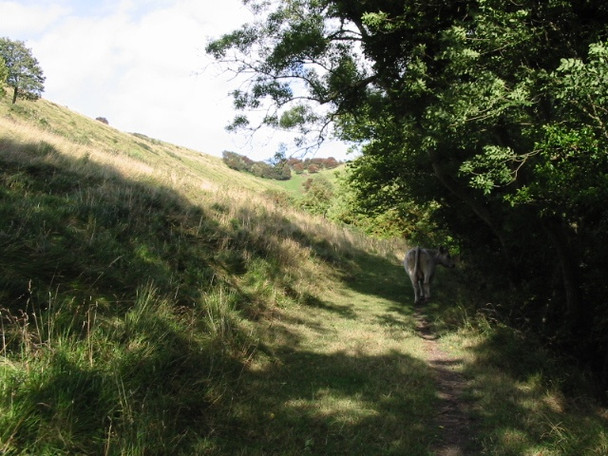 Photo 6"x4" The Pilgrims Way along the bottom edge of the North Downs escarpment Etchinghill\/TR1639 c2008
