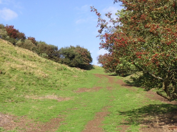 Photo 6"x4" Hawthorn bushes on the Pilgrims Way Etchinghill\/TR1639 c2008