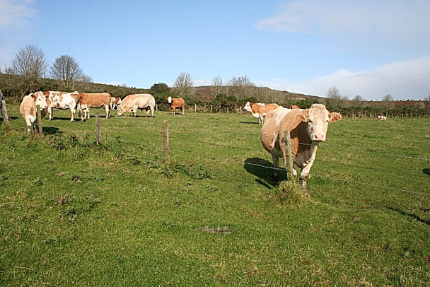 Photo 6"x4" Cattle on Stony Hill Largie\/NJ6131 c2008