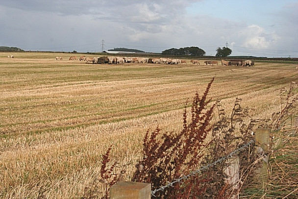 Photo 6"x4" Feeding Cattle near Mains of Loanhead North Rayne c2008