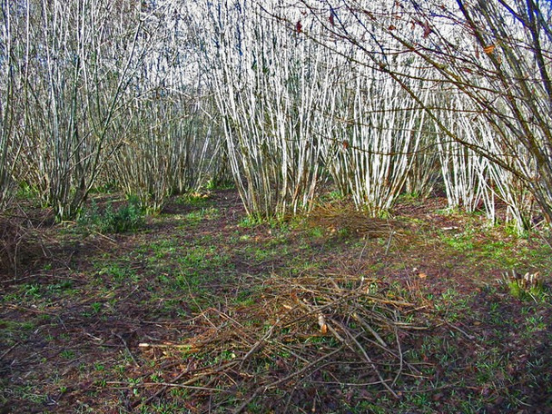 Photo 6"x4" Hazel coppice, Garston Wood Deanland c2008