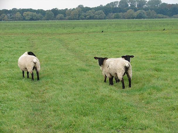 Photo 6"x4" Black-faced ewes on Port Holme Godmanchester c2008