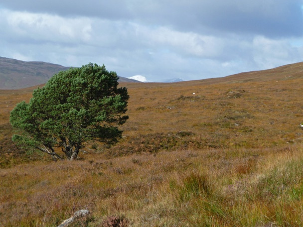 Photo 6"x4" Solitary tree Dalchreichart c2008